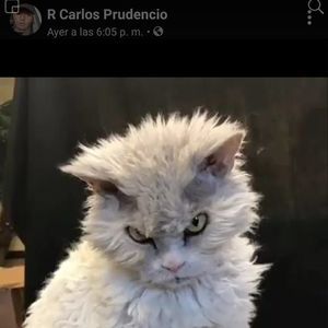 Meet your Posher, Cecilia